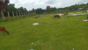 জমি বিক্রয়